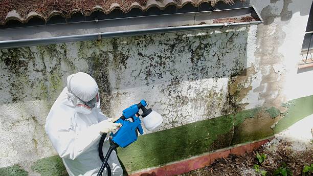 Trusted Commercial Mold Remediation service in Haledon, NJ - Cheap Mold Removal